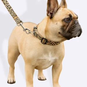 Collier pour chien + laisse léopard
