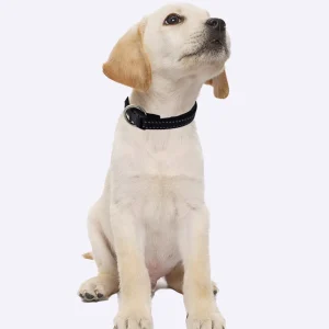 Collier réfléchissant pour animaux