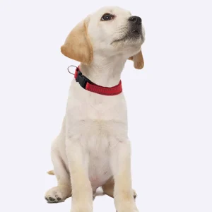 Collier réfléchissant pour animaux